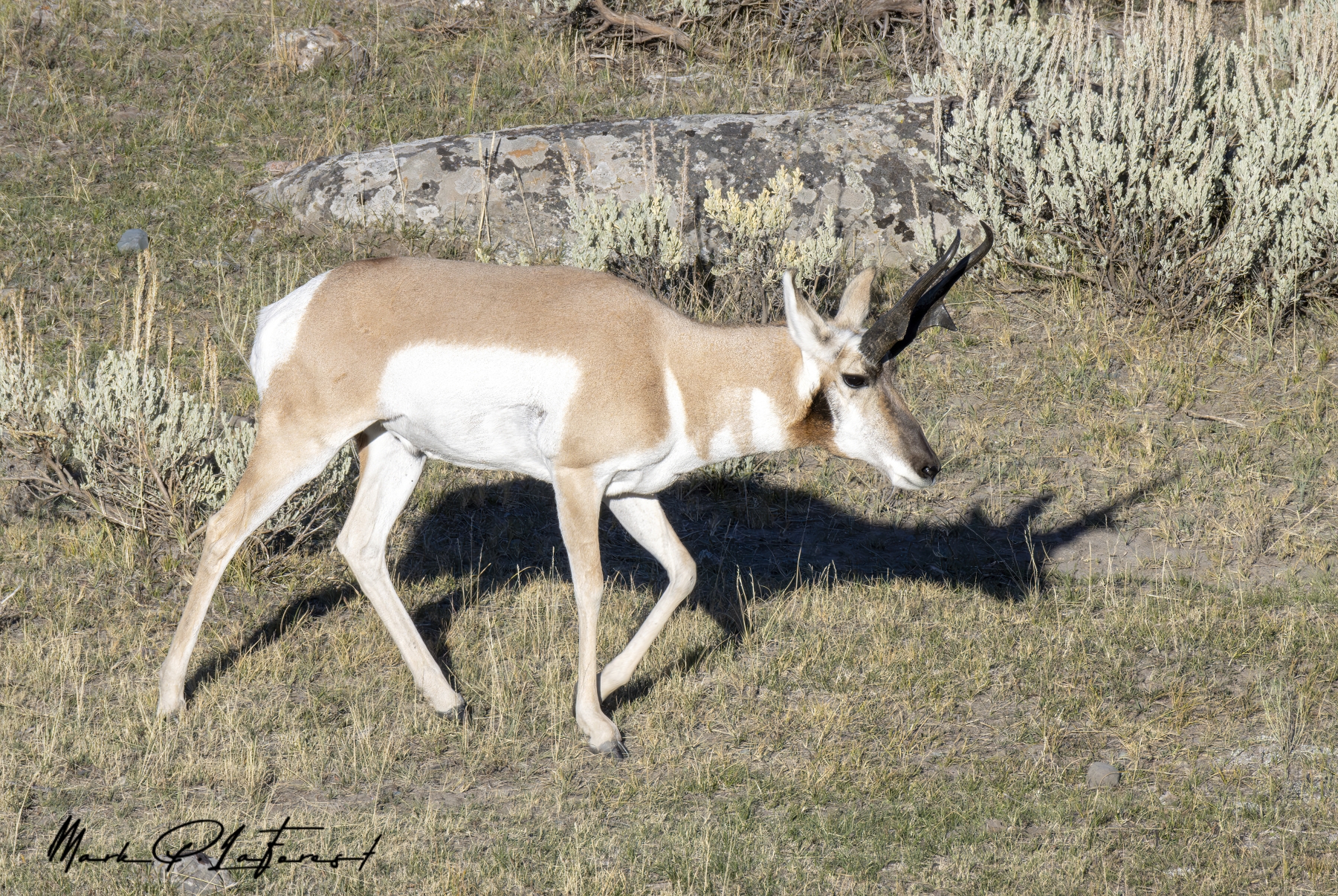 Male Pronghorn Antilope, Yellowstone National Park